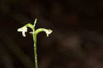 Small green wood orchid